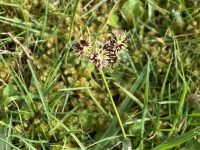Luzula campestris