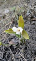 Lycaste macrophylla