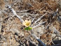 Lycium schweinfurthii