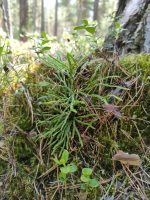 Lycopodium complanatum