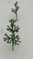 Lycopodium obscurum