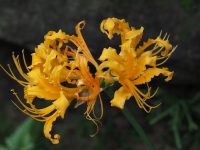 Lycoris aurea