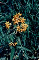 Lysimachia vulgaris