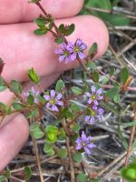 Lythrum flagellare