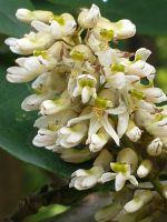 Maackia amurensis