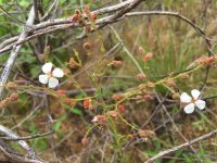 Macairea lasiophylla