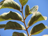 Machaerium opacum