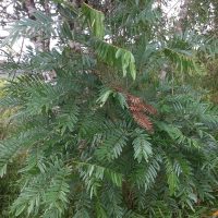 Machaerium stipitatum