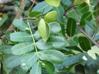 Macrolobium multijugum
