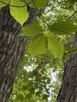 Magnolia acuminata