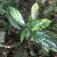 Magnolia ovata