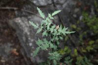 Mahonia swaseyi