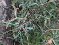 Mahonia trifoliolata