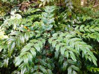 Mahonia x media