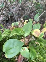 Maianthemum canadense