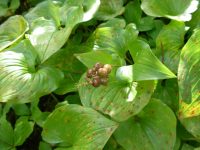Maianthemum dilatatum