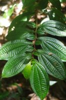 Maieta guianensis