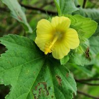 Malachra ruderalis