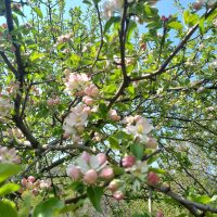 Malus domestica