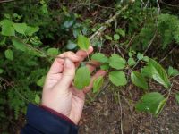 Malus fusca