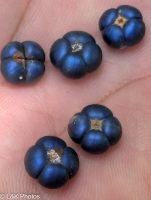 Margaritaria nobilis