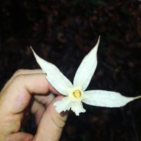 Markea longiflora