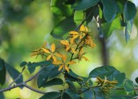 Martiodendron excelsum