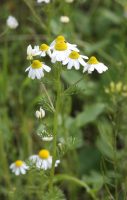 Matricaria chamomilla