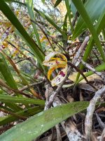 Maxillaria picta