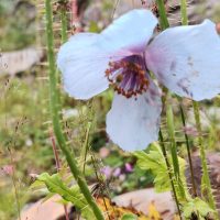 Meconopsis aculeata
