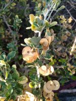 Medicago arborea