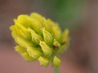 Medicago lupulina