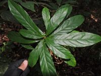 Meliosma sellowii
