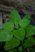 Melissa officinalis
