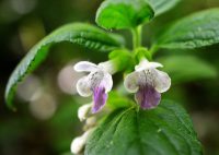 Melittis melissophyllum