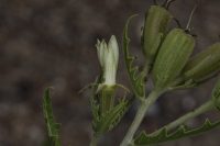 Mentzelia pumila