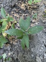Mercurialis perennis