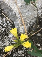 Merremia umbellata