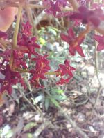 Metrodorea nigra