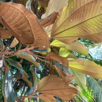 Miconia altissima