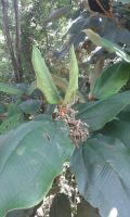 Miconia amazonica