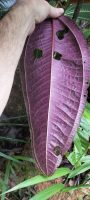 Miconia calvescens
