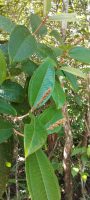 Miconia eriodonta