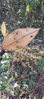 Miconia longifolia