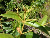 Miconia rubiginosa