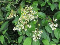 Miconia staminea