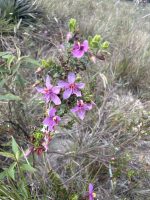Microlicia cordata