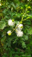 Mimosa bimucronata
