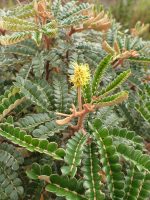Mimosa calodendron