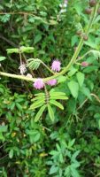 Mimosa diplotricha